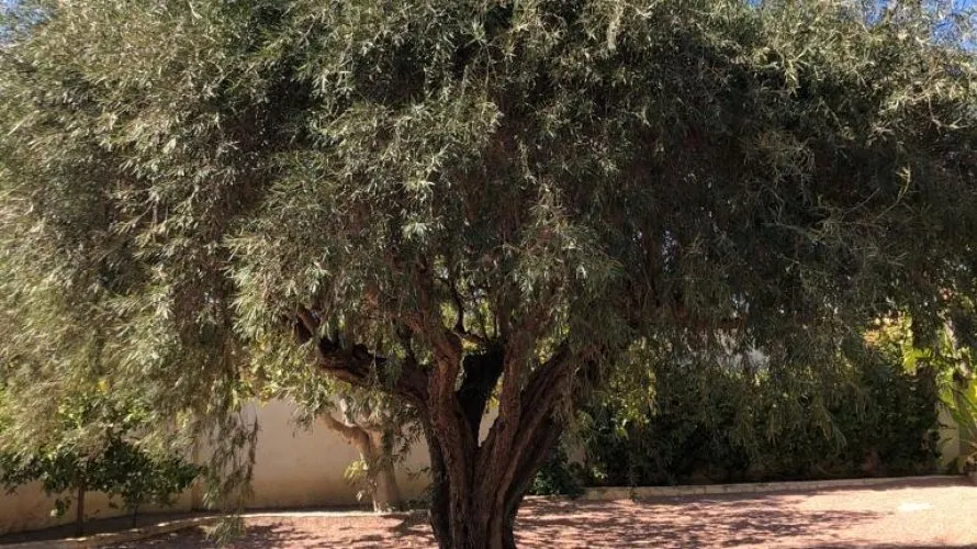 Villa de 236m² en Rojales, España No. 1456 № 6